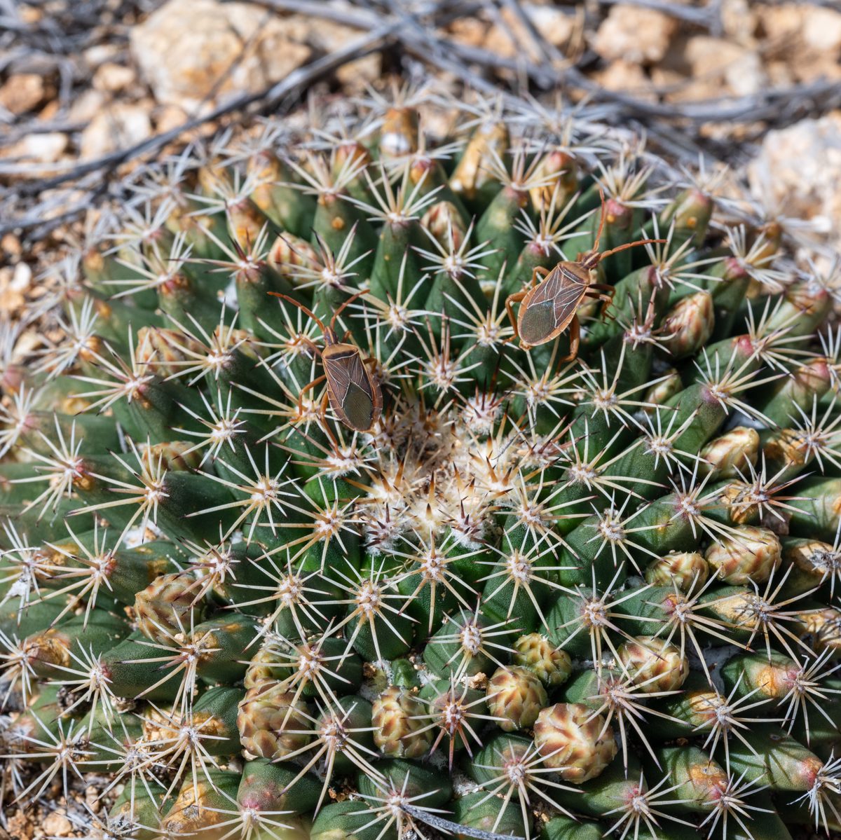 2020 March MacDougals Cactus