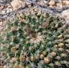 2020 March MacDougals Cactus