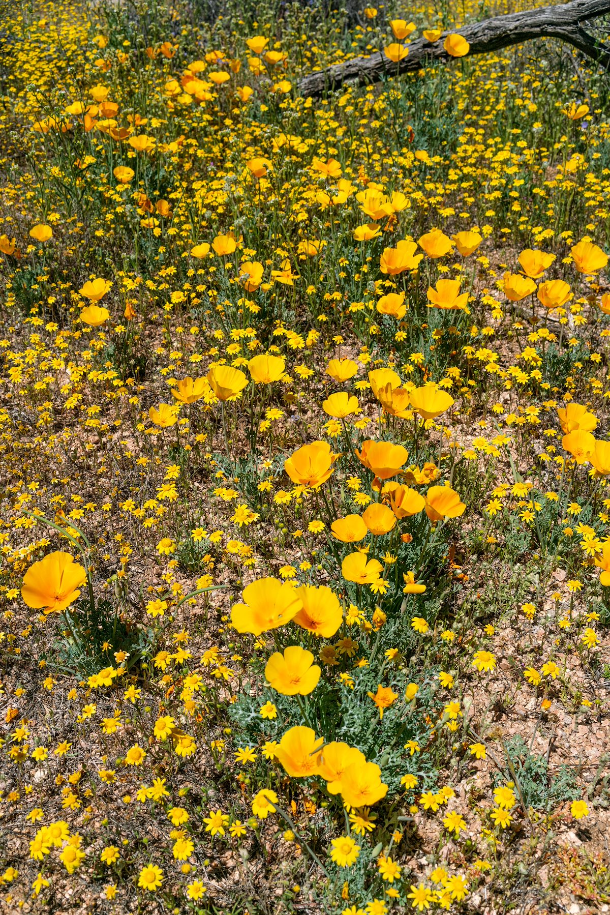 2020 March Poppies and Goldfields along the Arizona Trail