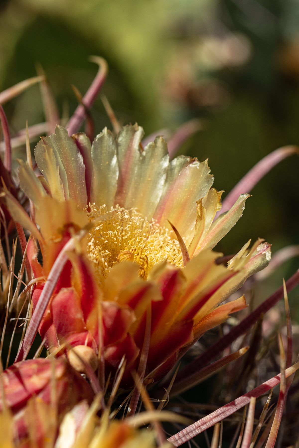 2020 May Barrel Cactus Flower