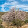 2020 May Blooming Ironwood and Saguaro 02