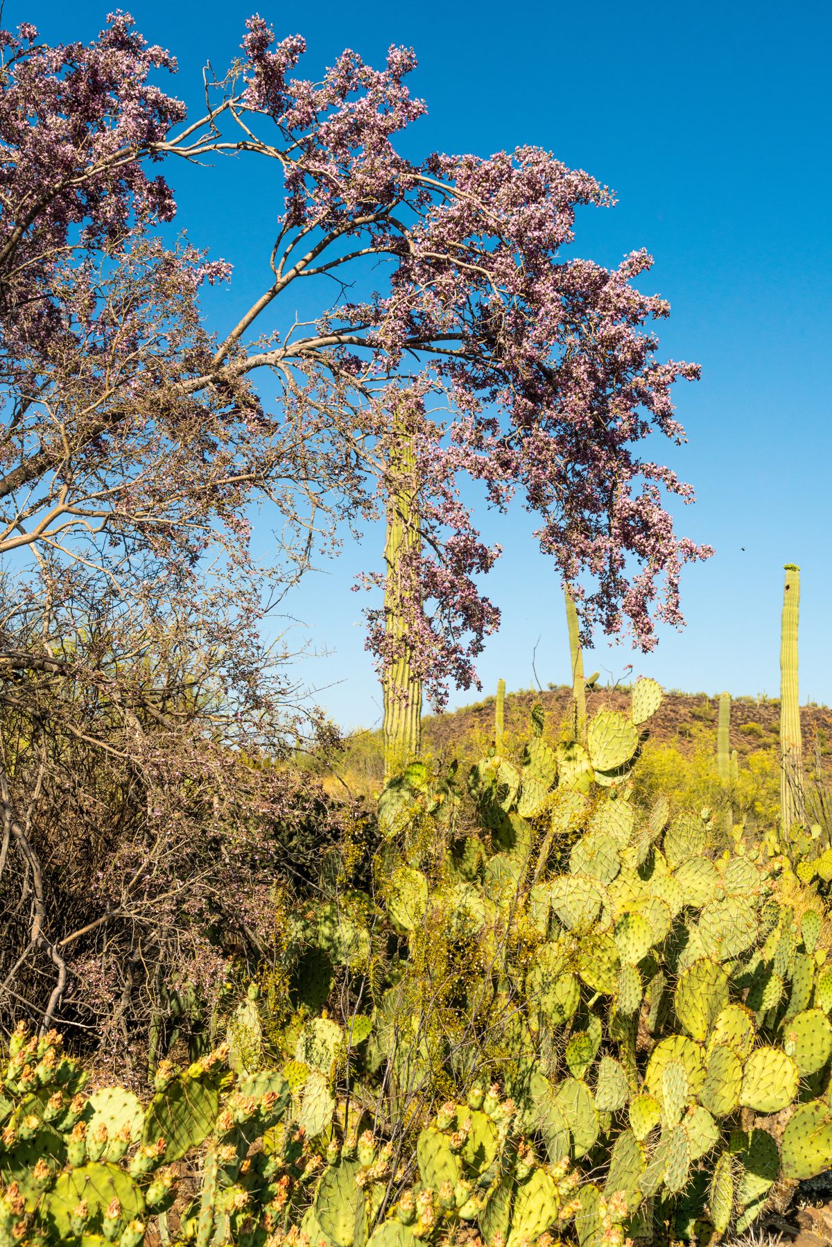 2020 May Blooming Ironwood in the Samaniego Hills