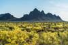2020 May Blooming Paloverde and Saguaros with Ragged Top and Walcott Peak in the Background