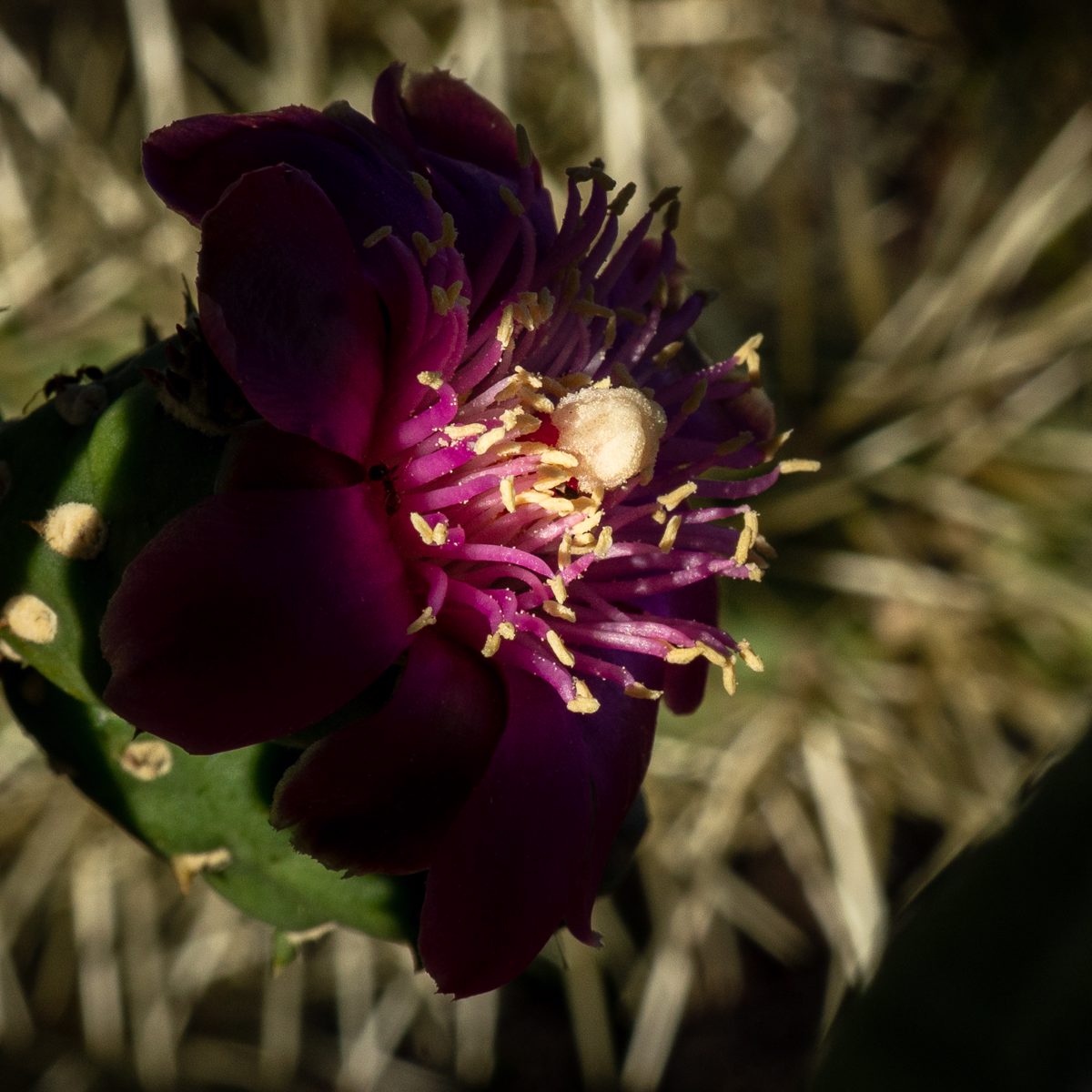 2020 May Chain Fruit Cholla Flower