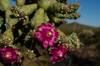 2020 May Chain Fruit Cholla Flowers in Ironwood Forest National Monument