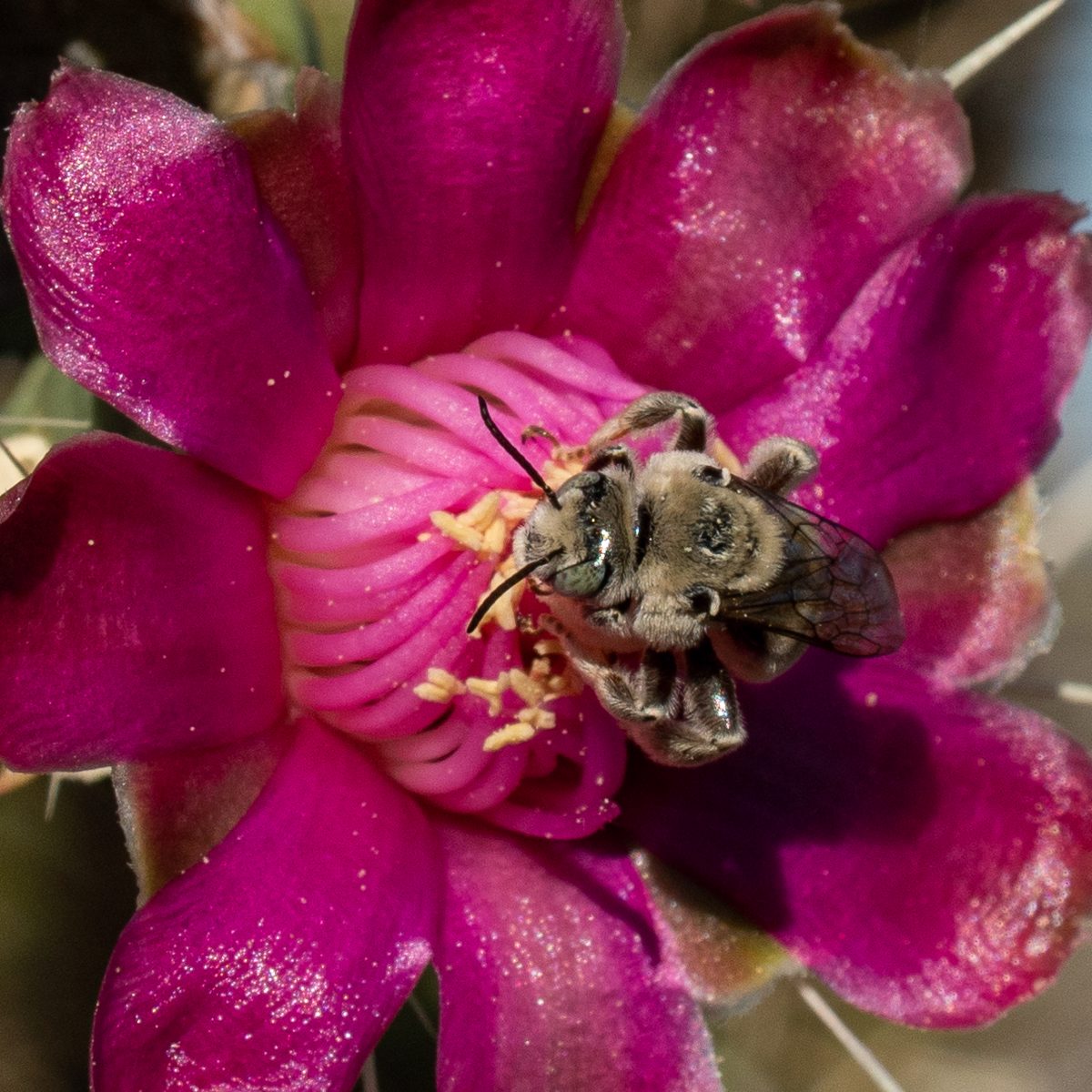 2020 May Digger Bee on a Chain Fruit Cholla Flower