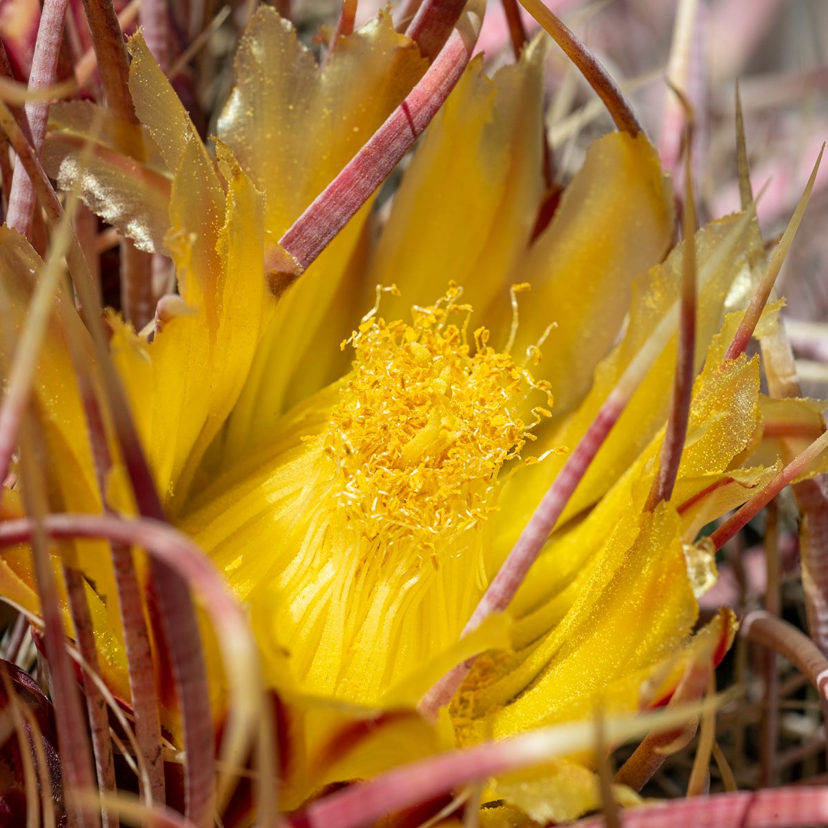 2020 May Fire Barrel Flower Cactus Flower