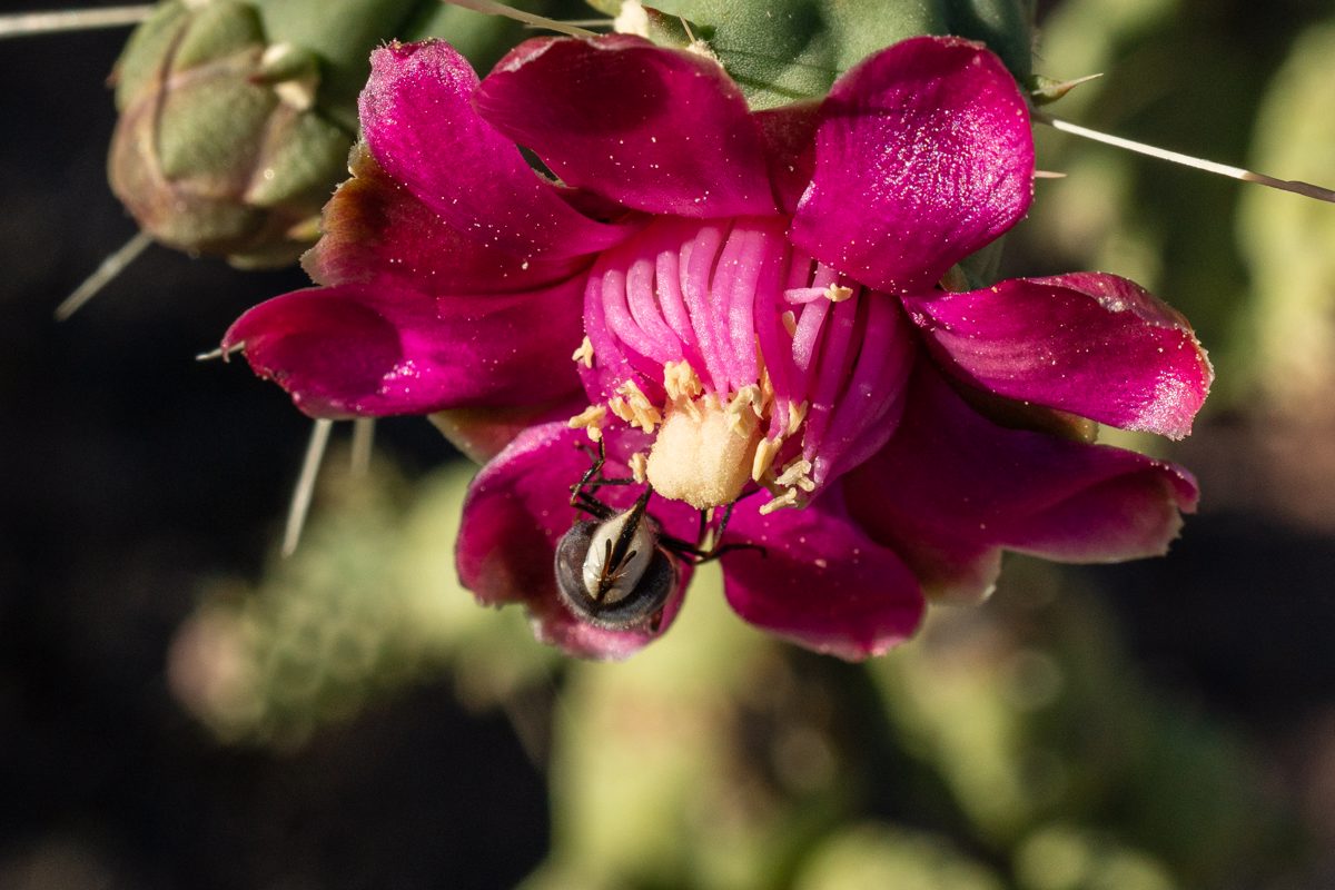 2020 May Hover Fly on a Chain Fruit Cholla Flower