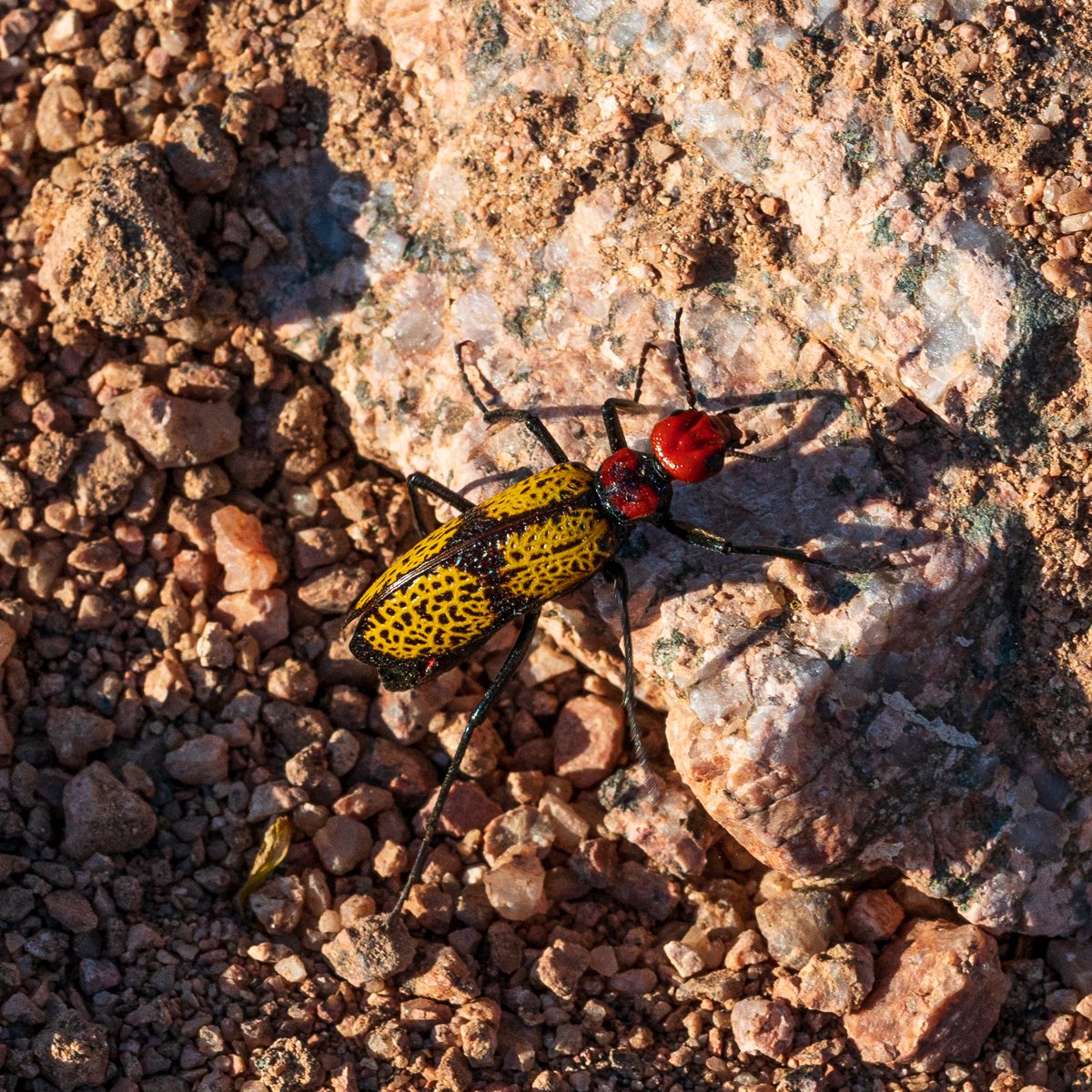 2020 May Iron Cross Blister Beetle in the Ironwood Forest National Monument