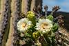 2020 May Saguaro Flowers