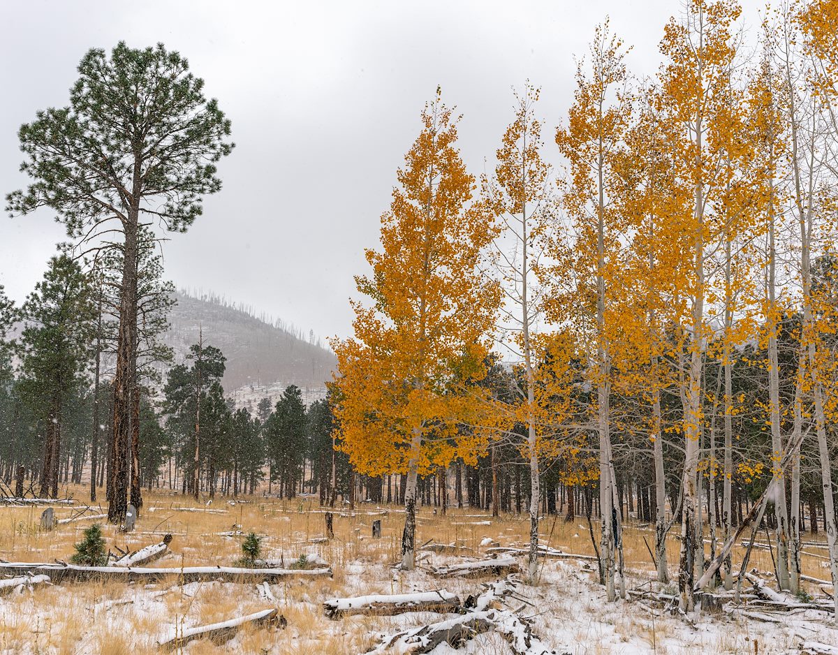 2020 October Aspen Color and Falling Snow