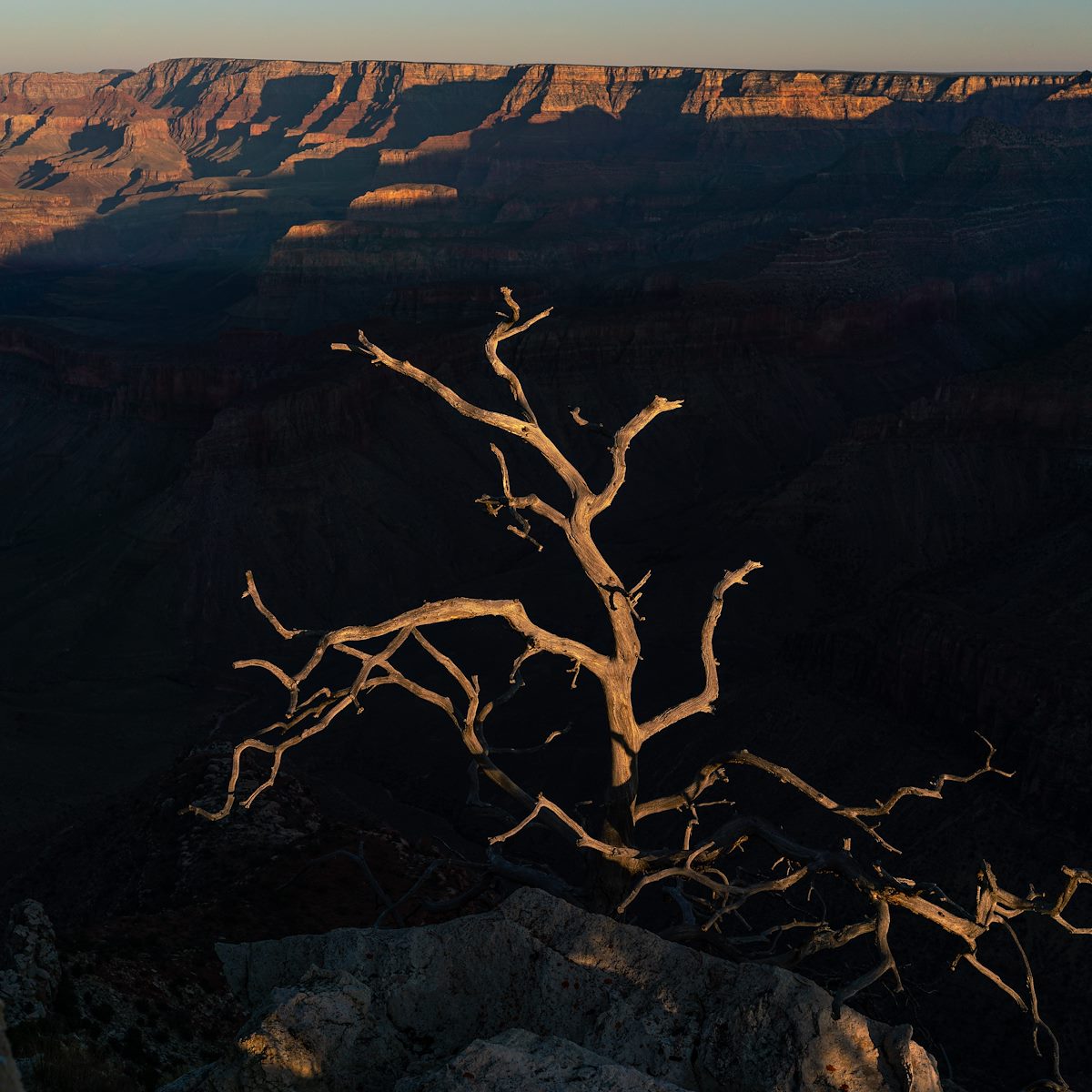 2020 October Tree on the South Rim of the Grand Canyon