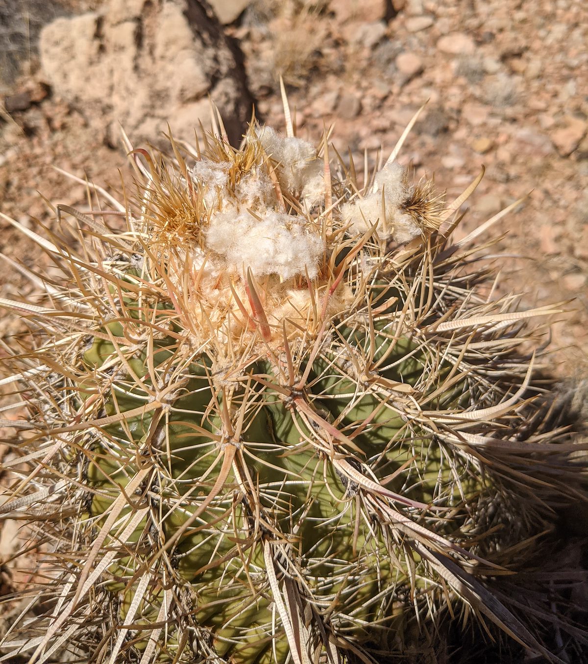 2020 September Cotton Top Cactus above Hance Creek on the Tonto Trail