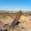 2020 September Large Barrel Cactus in the Pueblo la Plata Cultural Site Area
