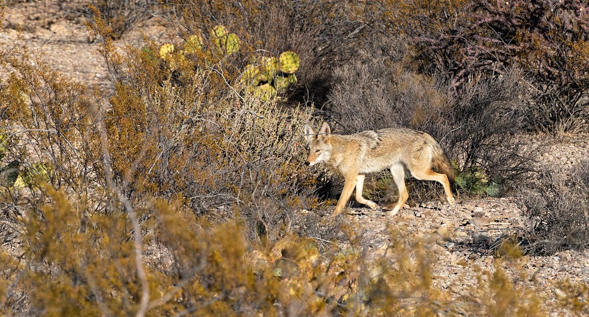 2021 January Coyote in the Tucson Mountains