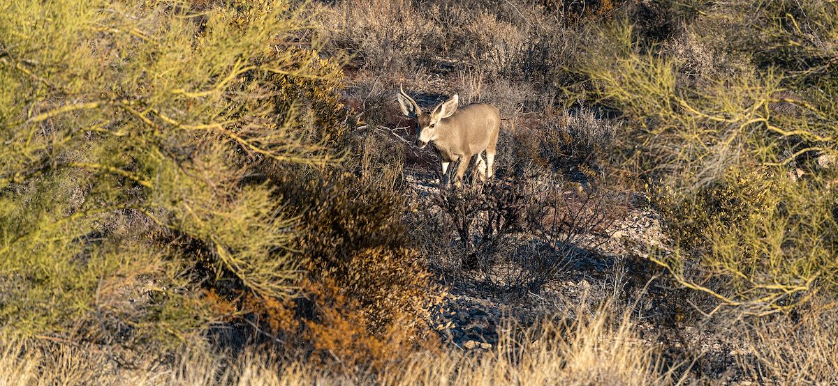 2021 January Deer in the Tucson Mountains