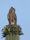 2021 June Great Horned Owl on Saguaro 01