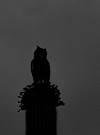 2021 June Great Horned Owl on Saguaro 02