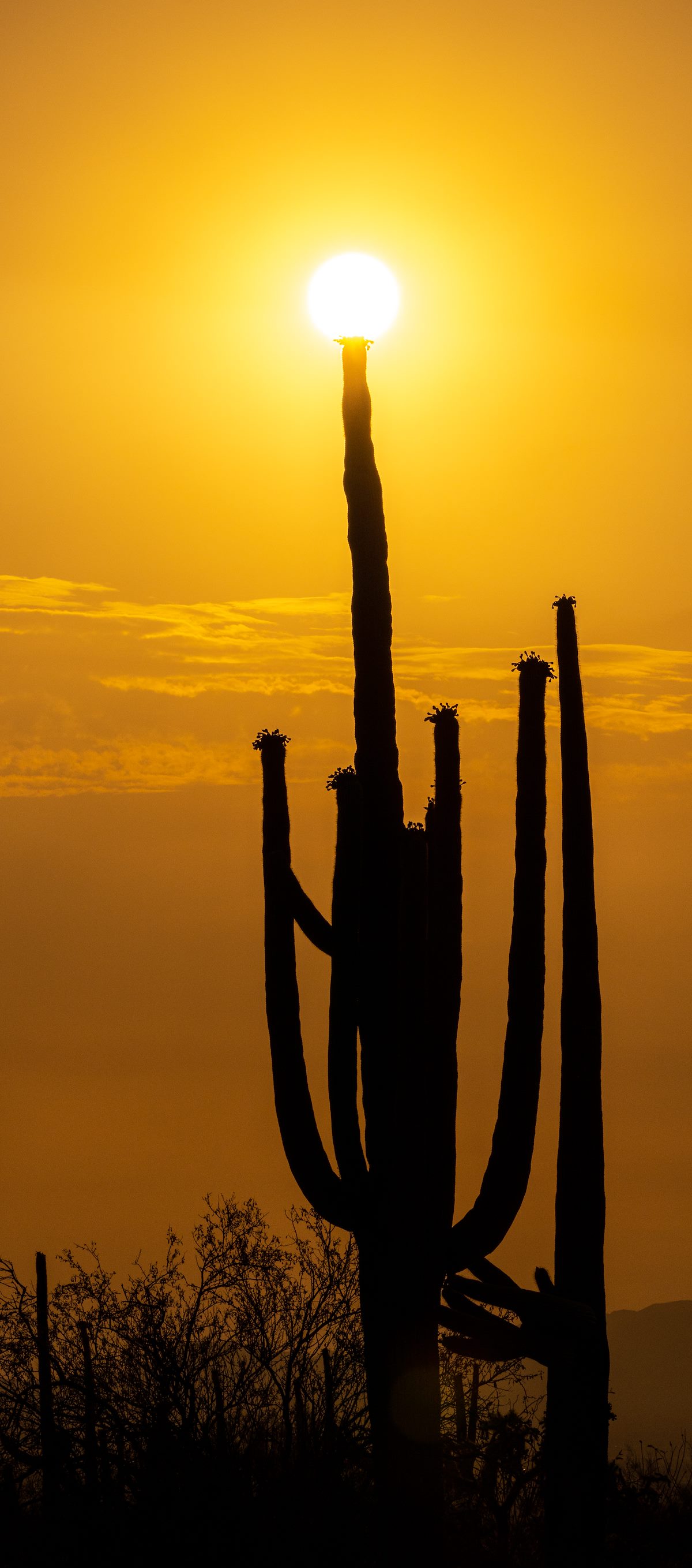 2021 June Sun and Saguaro in the Picture Rocks Area