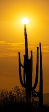 2021 June Sun and Saguaro in the Picture Rocks Area