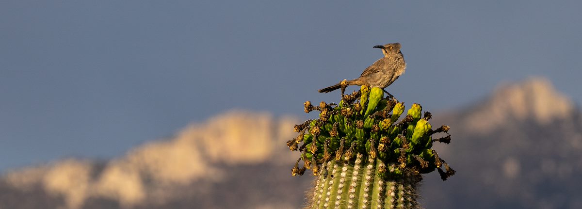 2021 June Thrasher on a Saguaro with Samaniego Ridge in the Background