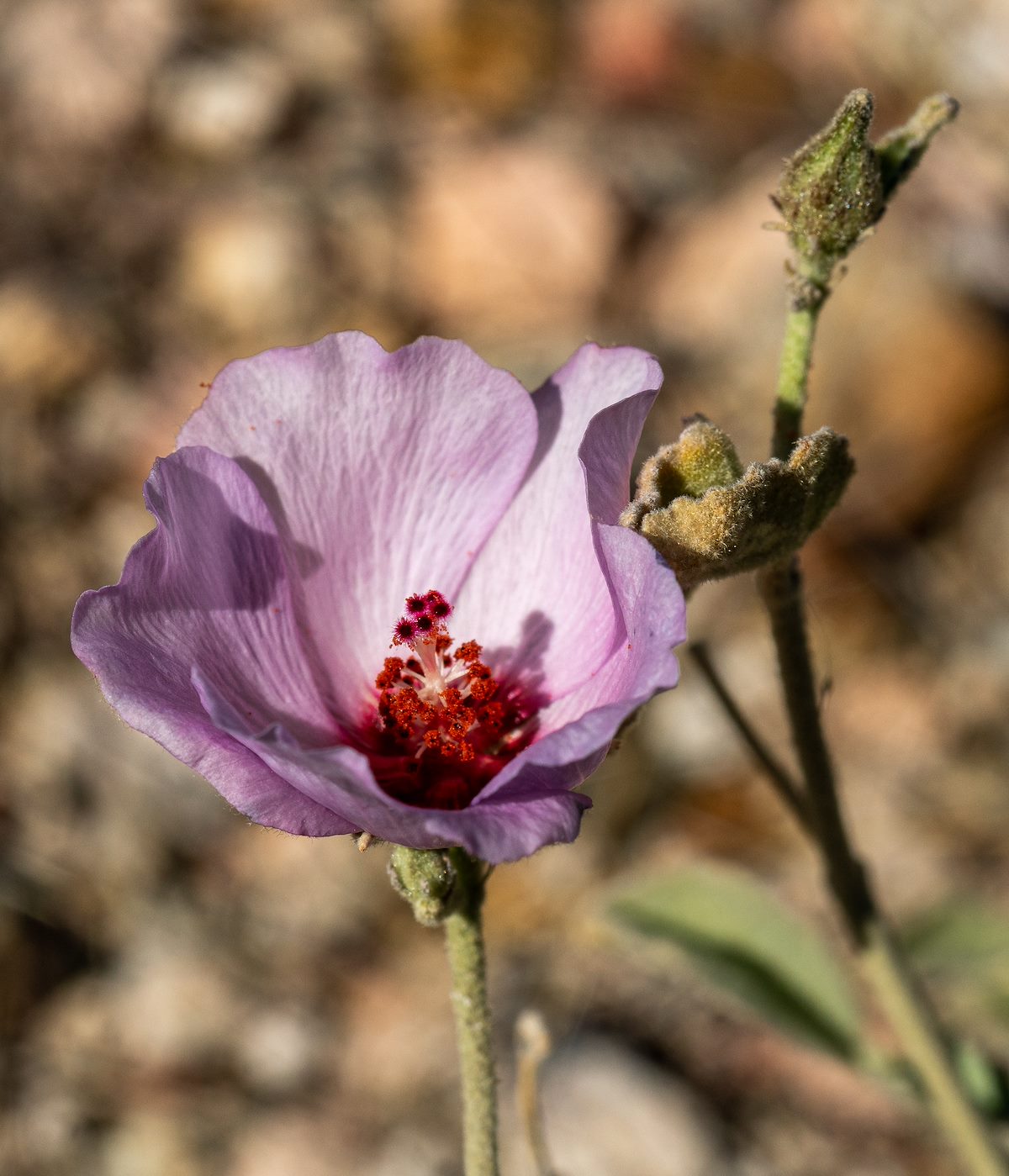 2021 March Globe Mallow in the Tucson Mountains