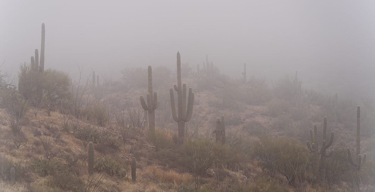 2022 December Saguaros in the Fog