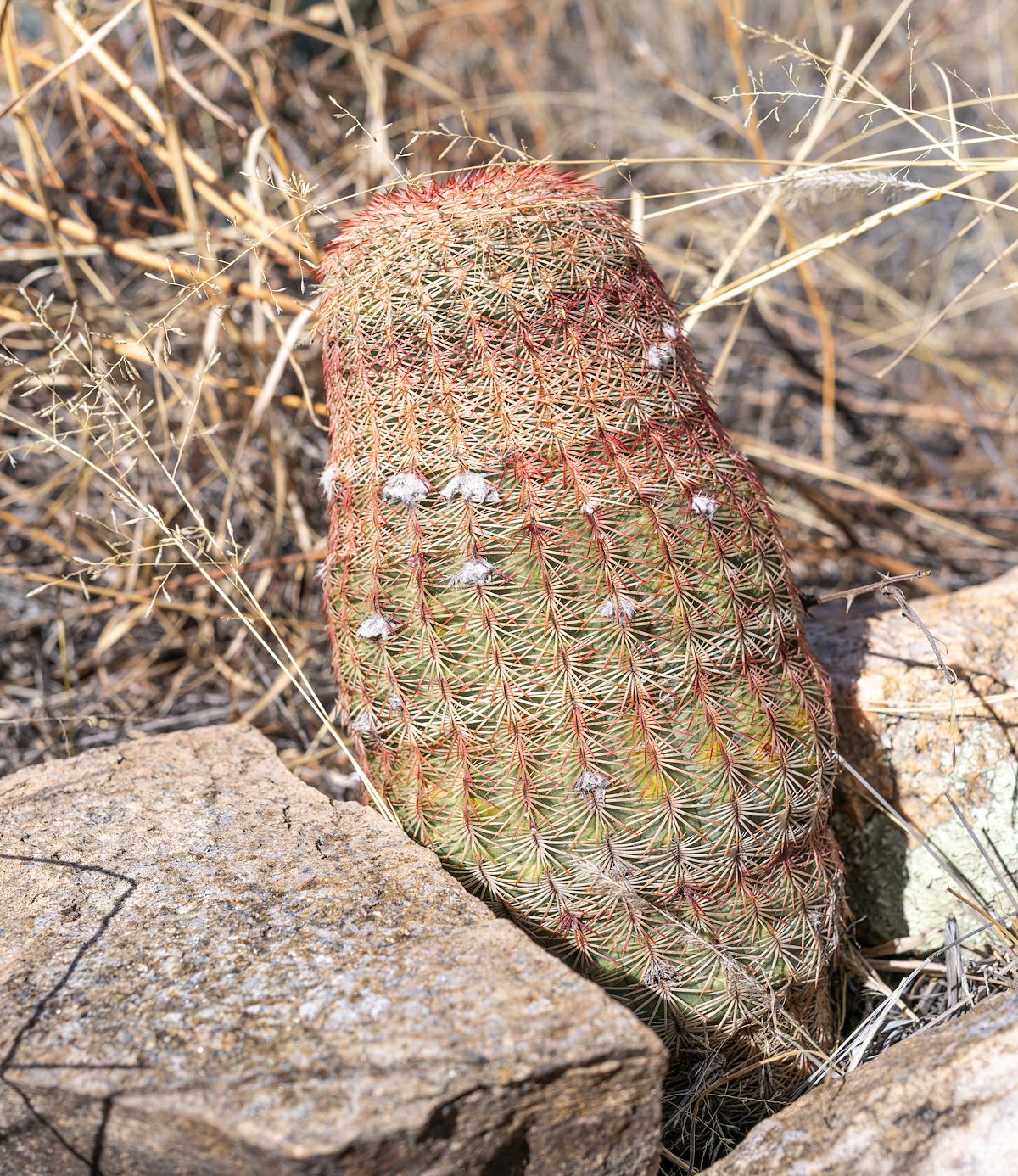 2022 January Rainbow Cactus in the Whetstone Mountains