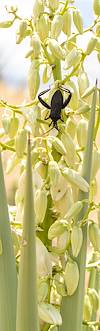 2022 July Leaf-footed Bug on a Soaptree Yucca