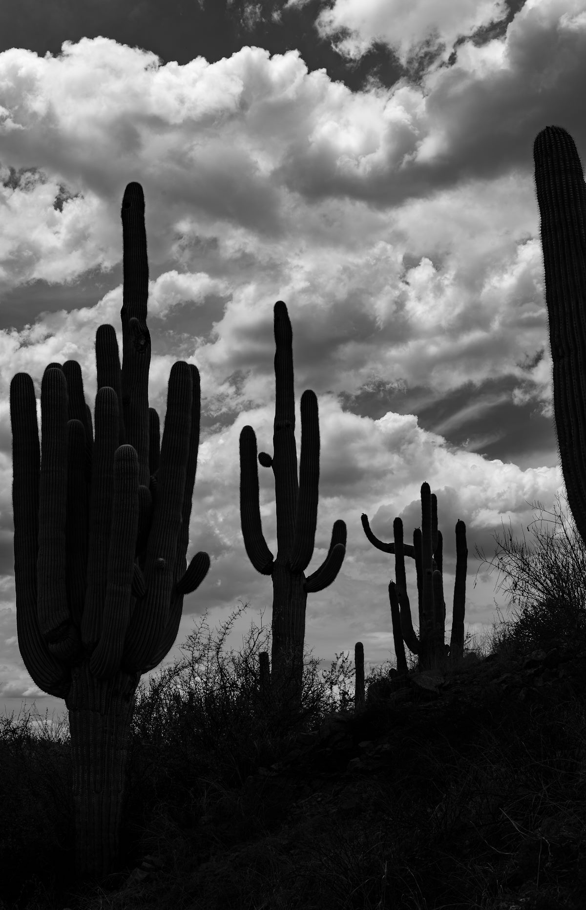2022 July Saguaros and Storm Clouds