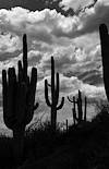 2022 July Saguaros and Storm Clouds