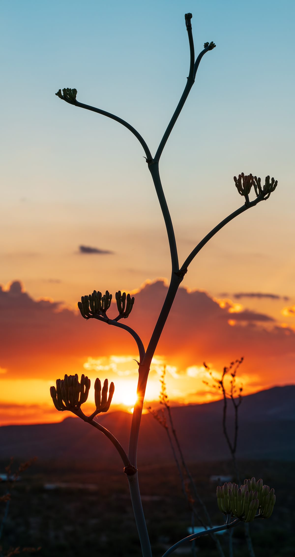 2022 June Palmer Agave and Sunset