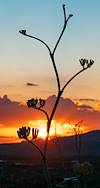 2022 June Palmer Agave and Sunset