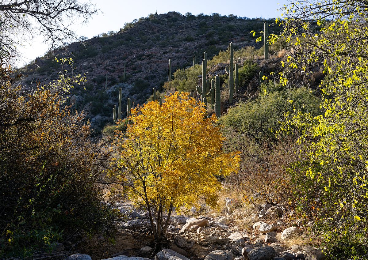 2022 November Fall Color in Posta Quemada Canyon