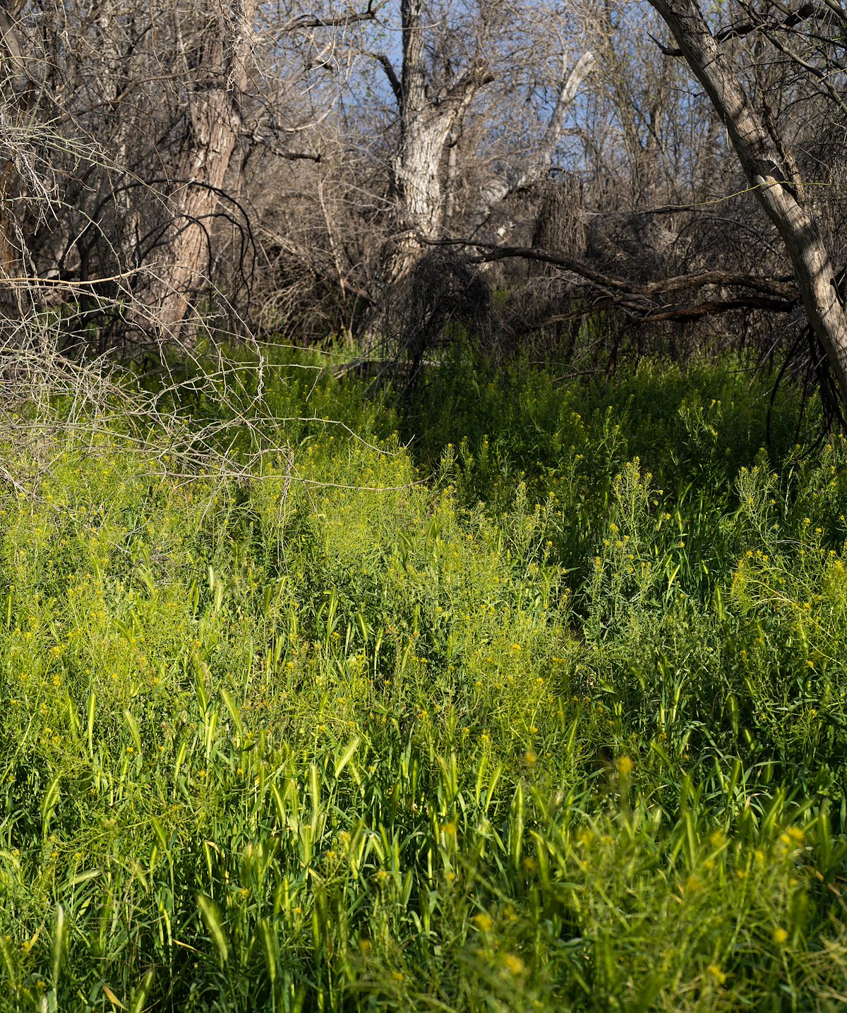 2023 April Green Patch Beside Rincon Creek