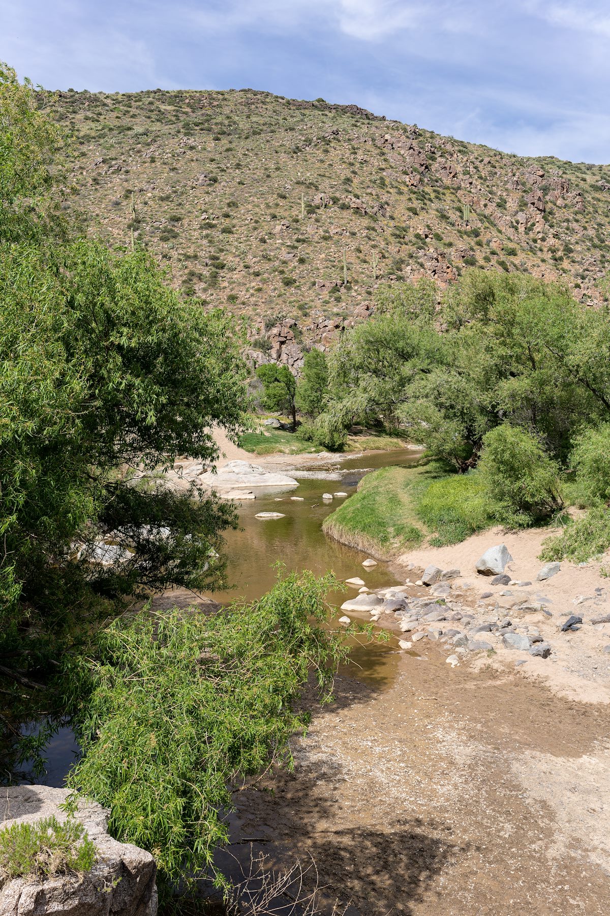 2023 April Green Trees and Water in the Agua Fria River near the end of the Badger Springs Trail