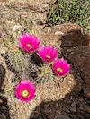 2023 April Hedgehog Cactus Flowers on the Badger Springs Trail