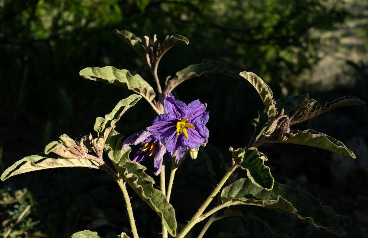 2023 April Nightshade in the Bradshaw Mountains