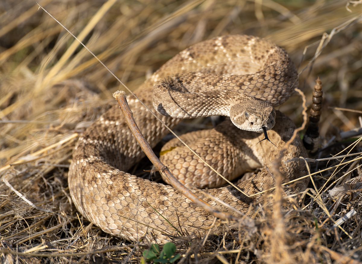 2023 April Rattlesnake on the Banks of Rincon Creek