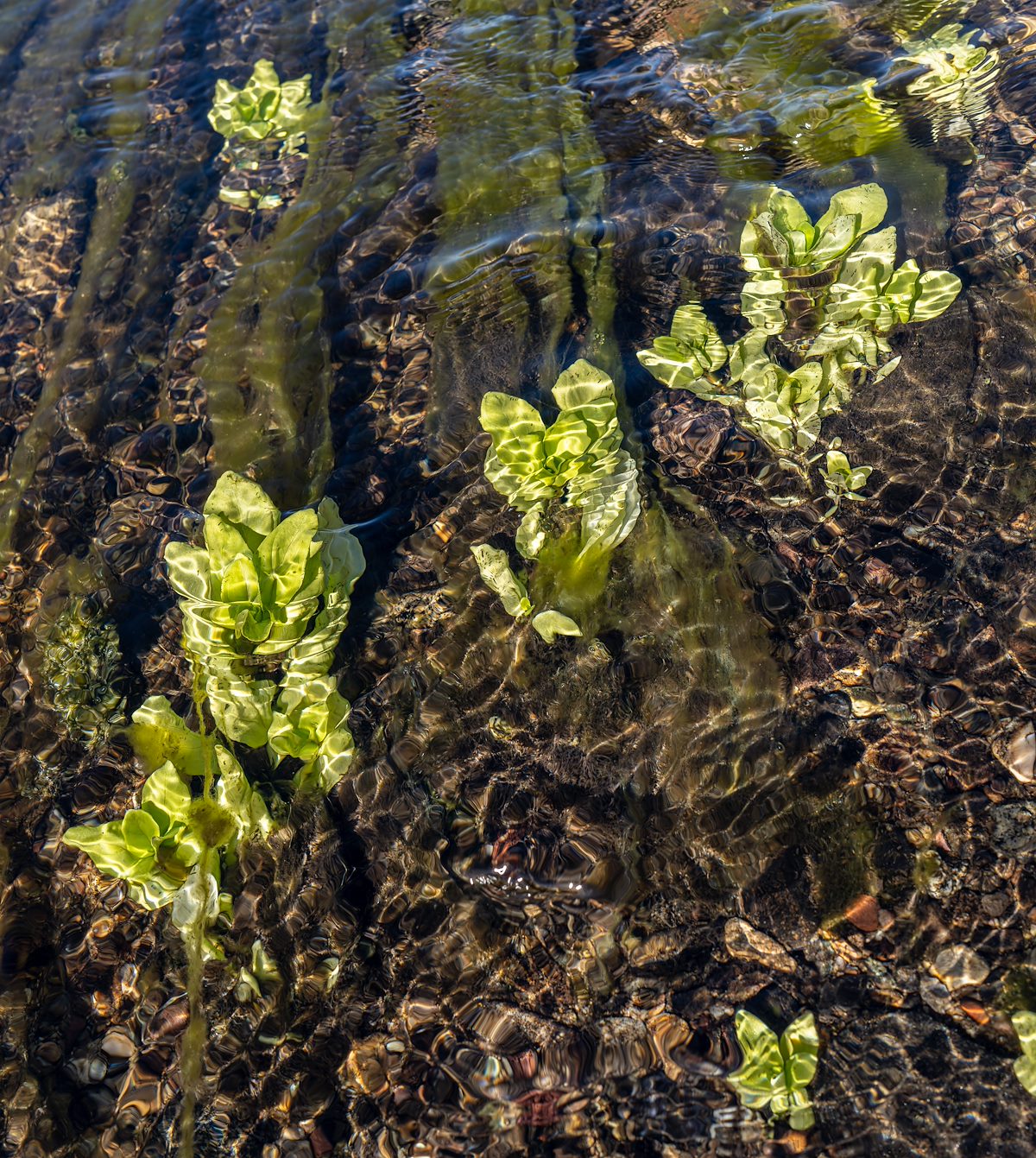 2023 January Plants in Cienega Creek