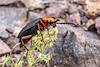 2023 March Desert Blister Beetle