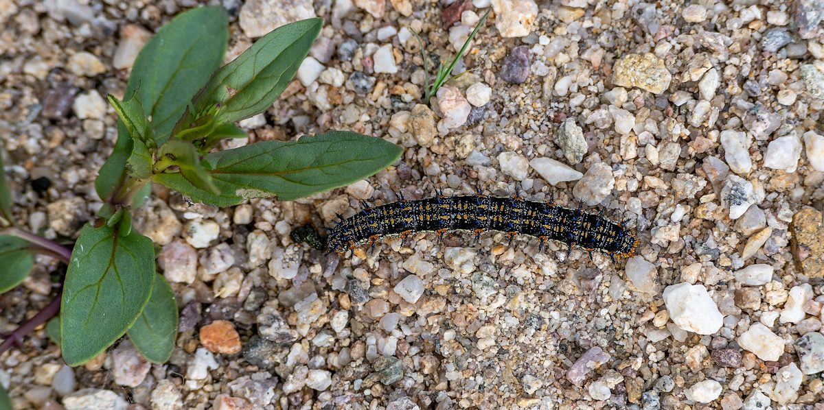 2023 May Caterpillar Near Rincon Creek