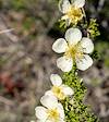 2023 May Cliffrose Above the Verde River