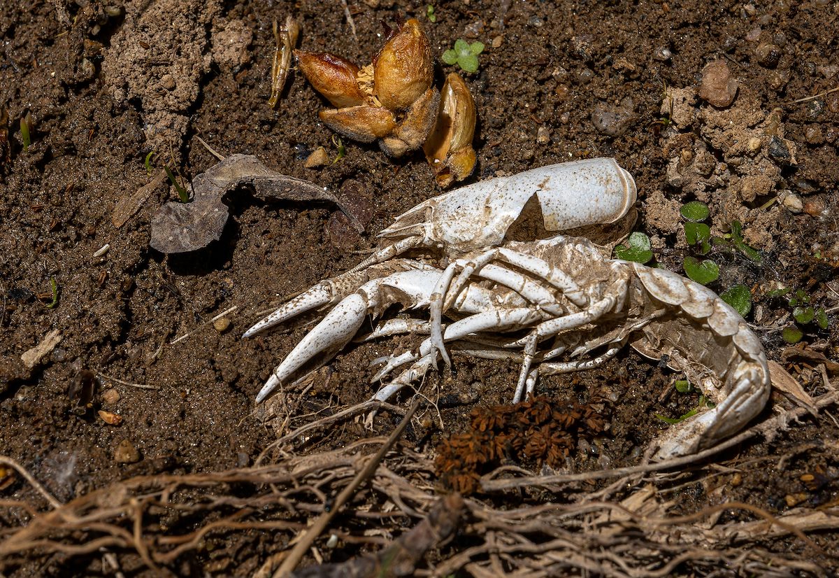 2023 May Crayfish Still Life