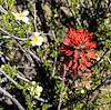 2023 May Desert Paintbrush and Cliffrose