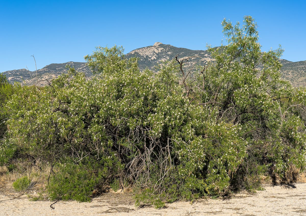 2023 May Desert Willow and Rincon Peak