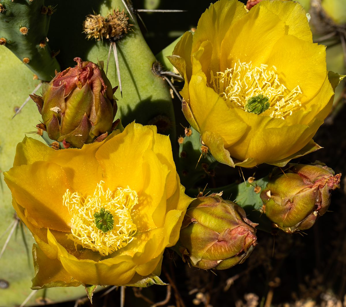 2023 May Prickly Pear Flowers on the Arizona Trail