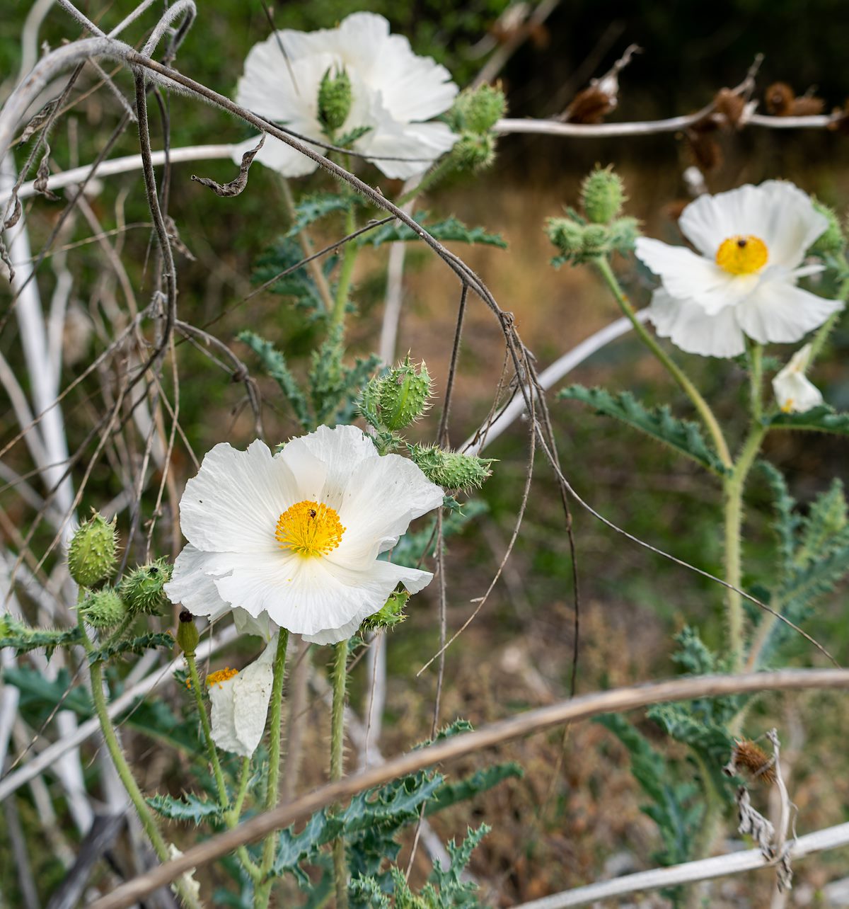 2023 May Prickly Poppies