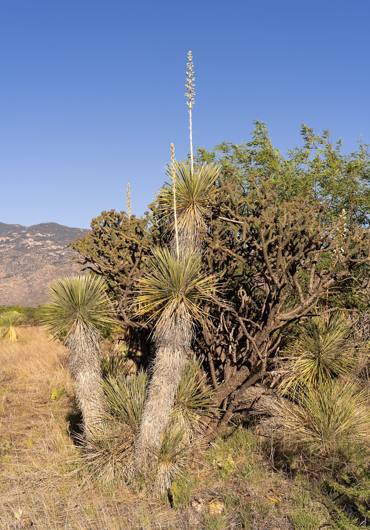 2023 May Soaptree Yucca, Cholla and Mesquite in the Rincon Valley