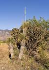 2023 May Soaptree Yucca, Cholla and Mesquite in the Rincon Valley